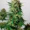 Special Kush #1 (RQS) Cannabis-Samen zu verkaufen