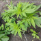 Mimosa Shot Cannabis-Samen Kaufen