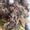 Dark Devil Auto (Sweet Seeds) Cannabis-Samen zu verkaufen