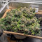 CBD Critical Cure (Barney's Farm) Cannabis-Samen zu verkaufen