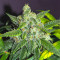 Sensi #32 (Sensi Seeds) Cannabis-Samen