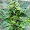 Sticky Z Glue (Cream of the Crop Seeds) Cannabis-Samen