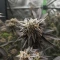 Biscotti Auto (Green House Seeds)