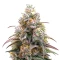 Blueberry Muffin (Humboldt Seed Company)