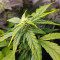 Bubba Kush Samen feminisiert (Barney's Farm)