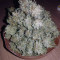 Buddha Magnum Auto (Buddha Seeds) Cannabis-Samen
