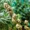 Chemdog Gorilla (Expert Seeds)
