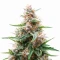 Critical Lights (Expert Seeds) Cannabis-Samen