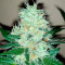 Fruit Punch (Heavyweight Seeds) Cannabis-Samen