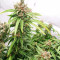 Fruit Punch (Heavyweight Seeds) Cannabis-Samen