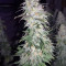 GG#4 Original Glue feminisierte Samen (Original Sensible Seeds)
