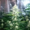 Gorilla Ice Cream (Expert Seeds) Cannabis-Samen