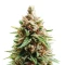 Gorilla Ice Cream (Expert Seeds) Cannabis-Samen