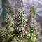Green Gelato Automatic (RQS) Cannabis-Samen