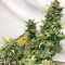 Original Auto Sour Diesel (Fast Buds) Cannabis-Samen
