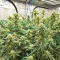 Purple (Ceres Seeds) Cannabis-Samen