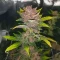 Purple Lemonade Poison Autoflower feminisierte Samen (Seedkeepers)