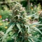 Russian Fuel Auto (Flash Seeds) Cannabis-Samen