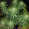 Trippy Gorilla Autoflowering (Big Head Seeds) Cannabis-Samen