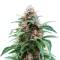 White Panther (White Snurf) (Ceres Seeds) Cannabis-Samen