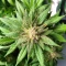 Wombat (BlimBurn Seeds) Cannabis-Samen
