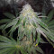Sugar Breath (Humboldt Seeds Organization) Cannabis-Samen
