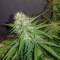 Watermelon Z Auto Samen feminisiert (Barney's Farm)