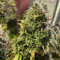 Original Auto Chemdawg (Fast Buds) Cannabis-Samen