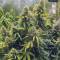 Original Auto Critical (Fast Buds) Cannabis-Samen