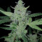 Auto Gelato strain