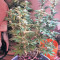 Auto Purple Gorilla (Short Stuff Seeds) Cannabis-Samen