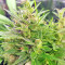 BCN Power Plant Autoflower (Seedstockers) Cannabis-Samen