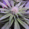 Big Bud XXL (Ministry Of Cannabis) Cannabis-Samen