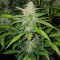 Chapita de Michoacan Regular (CannaBioGen) Cannabis-Samen