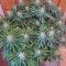 Critical Super Silver Haze (Delicious Seeds)