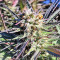 Nepal Kush (Flying Dutchmen) Cannabis-Samen