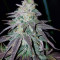 OGKZ (Humboldt Seeds Organization) Cannabis-Samen