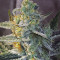 OGesus Auto (Expert Seeds) Cannabis-Samen
