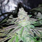Pineapple (Seedstockers) Cannabis-Samen