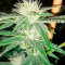 Sapphire OG (Humboldt Seeds Organization) Cannabis-Samen