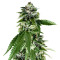 Sorbet Dreams (DNA Genetics) Cannabis-Samen