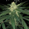 Super Critical Auto (GHS) Cannabis-Samen