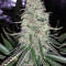 Sweet ZZ (Sweet Z) (RQS) Cannabis-Samen