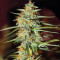 Acid Rain Autoflower feminisierte Samen (EGS)