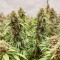 Californian Gold (Paradise Seeds) Cannabis-Samen