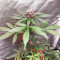 Dark Lemonade Auto feminisierte Samen (Delicious Seeds)