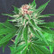DDoS #33 feminisierte Samen (Herbies Seeds)