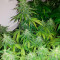 Fast & Vast Auto (Heavyweight Seeds) Cannabis-Samen