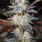 Jacky White (Paradise Seeds) Cannabis-Samen
