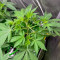 Orange Apricot Glue XL Auto feminisierte Samen (Sweet Seeds)